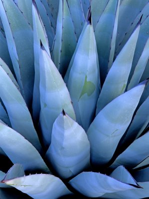 Parry's agave, Sedona, AZ