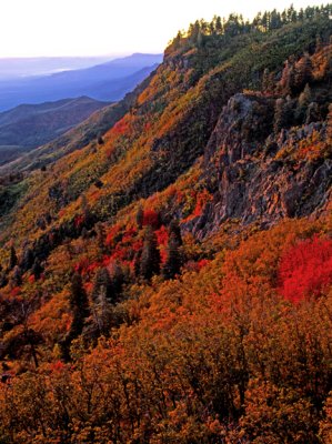 Fall color on Mingus Mountain at sunrise, Yavapai County, AZ