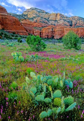 Pricly pear and owl's clover, Sedona, AZ