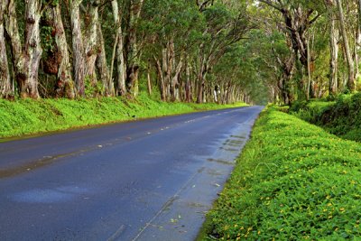 Tree lined road to Poi Pou Beach, Kauai, HI