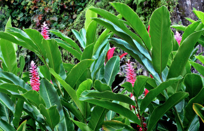 Ginger at the Grotto, Kauai, HI