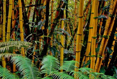 Giant bamboo, Akaka Falls State Park, HI