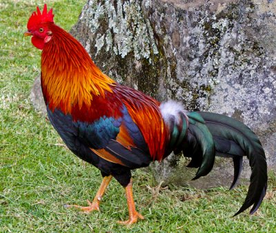Feral rooster on Kauai, HI
