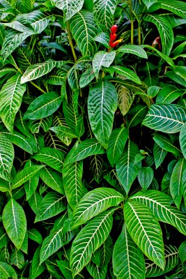 Sanchezia plant, Akaka Falls State Park, HI