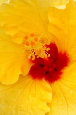 Yellow Hibiscus, Poi Pou Beach, Kauai, HI