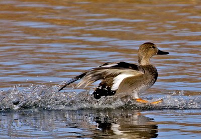 Gadwall hen putting on the brakes