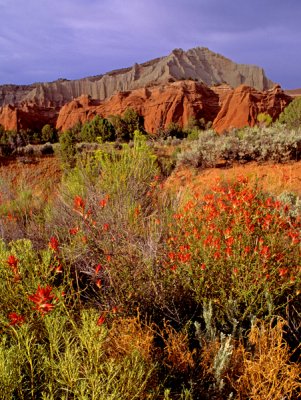 Paintbrush, Kodachrome Basin State Park, UT