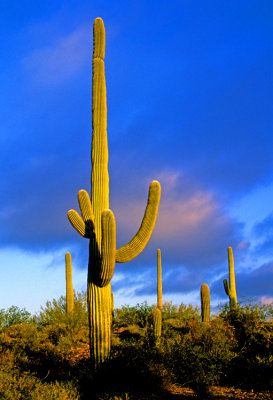 Saguaro Cactus, Saguaro Cactus National Park, AZ