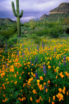 Mexican gold poppies, lupines, and cactii, Organ Pipe Cactus National Monument, AZ