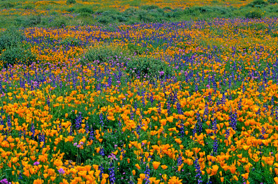 Poppies, lupines, and blue dicks, Lost Dutchman State Park, AZ
