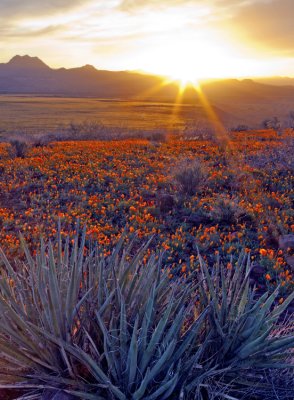 Peridot Mesa sunrise, San Carlos Apache Reservation, AZ