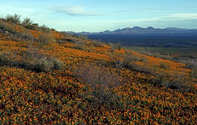 Peridot Mesa slope, San Carlos Apache Reservation, AZ