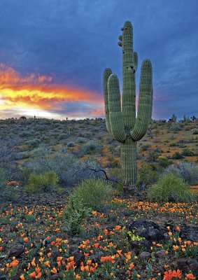 Lone Saguaro sunset, San Carlos Apache Reservation, AZ