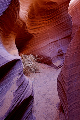 Rattlesnake Canyon, AZ