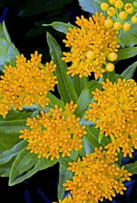 Butterfly weed, Oak Creek Canyon, AZ