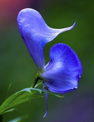 Arizona monkshood in West Fork of Oak Creek Canyon, AZ