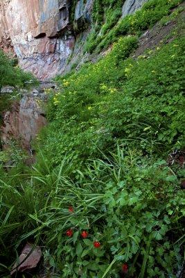 Lush alcove in West Fork of Oak Creek Canyon, AZ