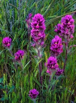 Paintbrush, grasses, and yucca, Bear Mountain Meadow, near Sedona, AZ