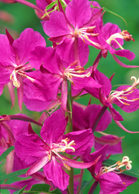 (CR34) Fireweed, Glacier National Park, MT