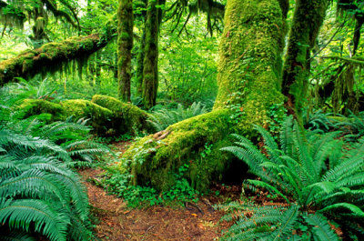 (PNW15) Hoh Rainforest, Olympic National Park, WA