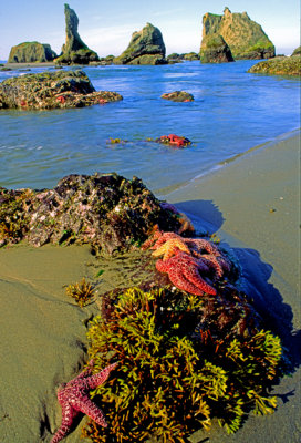 (SH33) Seastars  and kelp, Bandon Beach State Park, OR