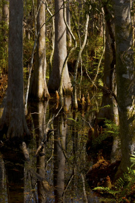 Cypress wetlands 0046