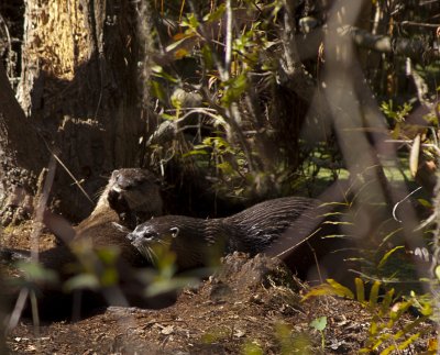 River Otters  0161