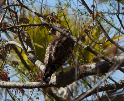  Red Tailed Hawk  0167