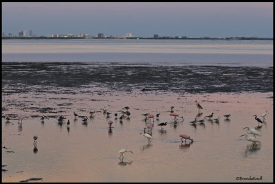 An amazing collection of various birds from our little bridge in Safety Harbor, overlooking part of Tampa shoreline
