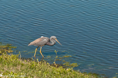 CLM_3458.jpg Heron At Pezzana