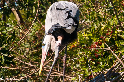 CLM_3464.jpg Great Blue Heron