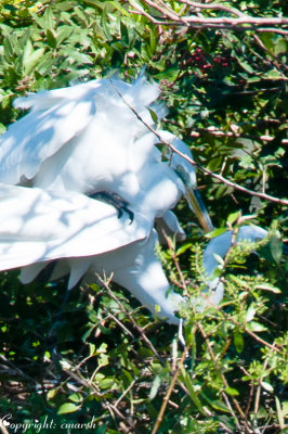 CLM_3544.jpg Great Egret