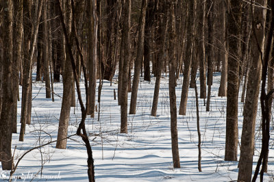 CLM_3766.jpg Among The Trees