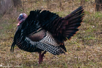 CLM_3810.jpg Ruffled Feathers