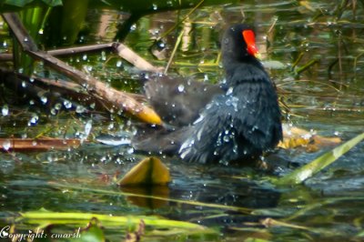 CLM_2699.jpg Moorehen Ablution