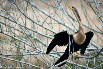 CLM_2739.jpg - Anhinga