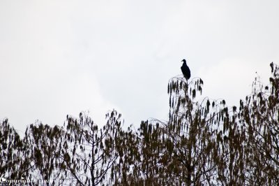 CLM_2760.jpg Balck Vulture