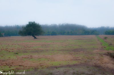 CLM_2774.jpg Mist