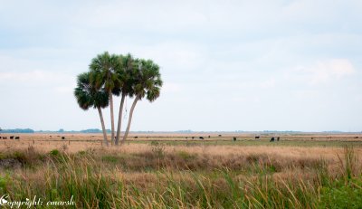 CLM_2796.jpg