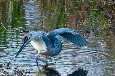 CLM_3383.jpg Blue Heron