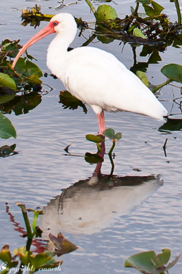 CLM_3436-2.jpg  - Ibis