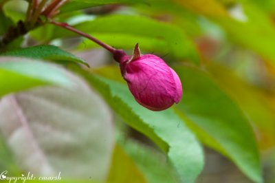 CLM_4112.jpg Buds Of Spring