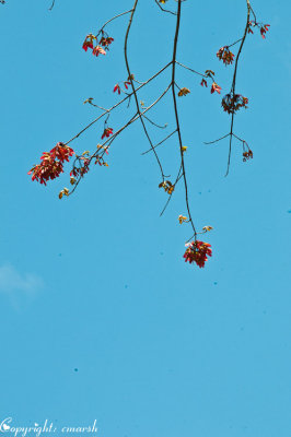 CLM_4158.jpg
