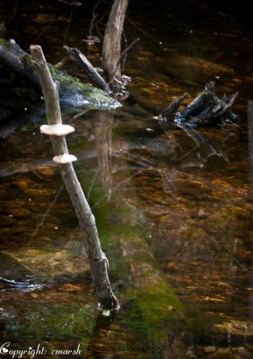 CLM_4185.jpg Stick In The Mud