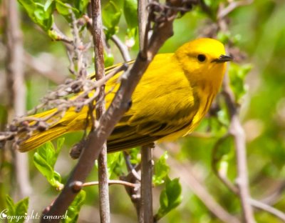 CLM_4222.jpg Yellow Warbler