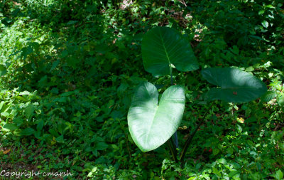 CLM_5375.jpg Green On Green
