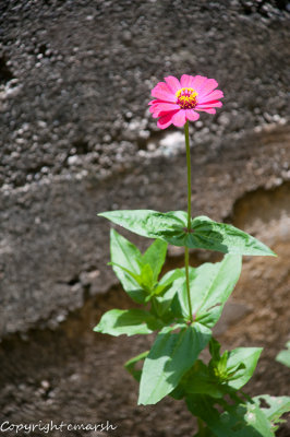 CLM_5409.jpg