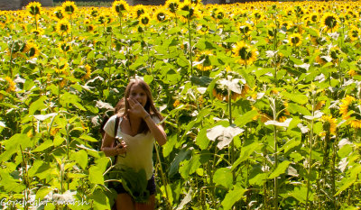Sunflower Festival - Buttonwood Farms