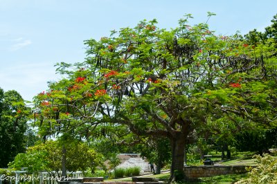CLM_6158.jpg - Flora