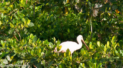 CLM_6292.jpg - Roseate Spoonbill